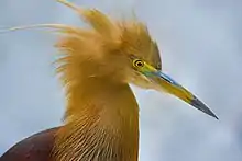 Image 41Pond herons are herons, typically 40–50 cm (16–20 in) long with an 80–100 cm (31–39 in) wingspan, which mostly breed in the tropical Old World. The photo shows a heron at Bangabandhu Sheikh Mujib Safari Park.Photo Credit: Abdul Momin