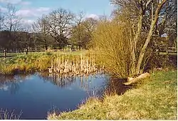 Wallis Wood