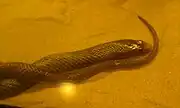 Western brown snake on display