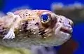 A pufferfish (Tetraodontidae) at Audubon Aquarium