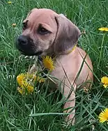 Image 6Puggle puppy (from Puppy)