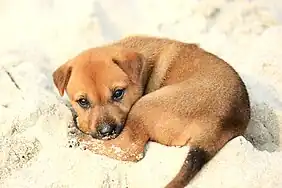 Image 45A little mongrel puppy on the shore, on Halong Bay (from Puppy)