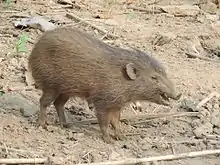 Small brown suine