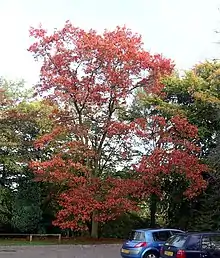 Red oak