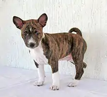 Image 21Basenji puppy (from Puppy)