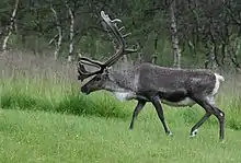 Grayish-brown cervid