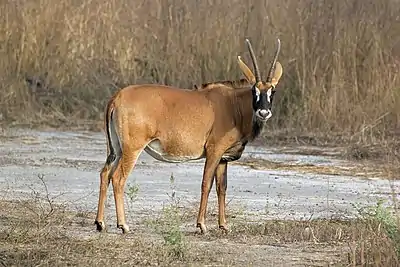 Image 7Roan antelopePhotograph credit: Charles James SharpThe roan antelope (Hippotragus equinus) is a species of savanna antelope found in western, central and southern Africa. Named for its reddish-brown coat, it has a black face with white patches around the eyes and the mouth, and a short erect mane of greyish brown hair extending from the back of the neck to the rump. This roan antelope, of the subspecies H. e. koba, was photographed in Senegal; the subspecies's range extends from Senegal to Benin in western Africa.More selected pictures