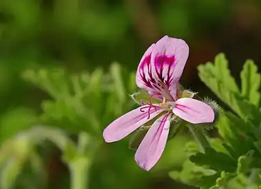 Image 12Pelargonium graveolensPhoto credit: LaitcheThe Rose Geranium (Pelargonium graveolens) is a plant indigenous to various parts of southern Africa, and in particular South Africa. This specific species has great importance in the perfume industry. Its cultivars have a wide variety of smells, including rose, citrus, mint, coconut and nutmeg, as well as various fruits.More selected pictures