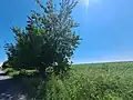 Road Izbište Uljma