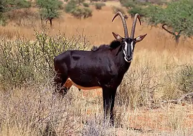 Image 14Sable antelopePhotograph credit: Charles J. SharpThe sable antelope (Hippotragus niger) is an antelope which inhabits wooded savanna in eastern and southern Africa, from the south of Kenya to South Africa, with a separate population in Angola. The species is sexually dimorphic, with the male heavier and about one-fifth taller than the female. It has a compact and robust build, characterized by a thick neck and tough skin, and both sexes have ringed horns which arch backward. The sable antelope has four subspecies.This picture shows an adult male common sable antelope (H. n. niger) in the Tswalu Kalahari Reserve, South Africa.More selected pictures