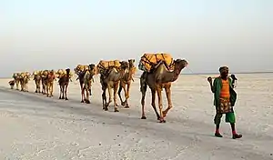 Salt transport by a camel train on Lake Karum in Ethiopia.