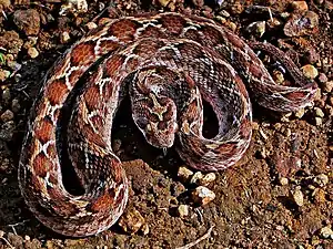 Echis carinatus, the saw-scaled viper