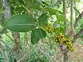 Searsia magalismontana subsp. coddii