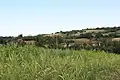 Miličinica - Panorama