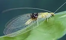 The serendipitous discovery of the Malasian ''[[Semachrysa jade]]'' [[lacewing]]as a new species was made on [[Flickr]]