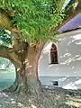 Tilia veteran tree