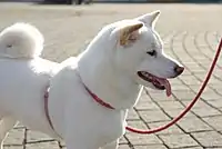 Shiba Inu: According to the AKC cream-white is a non-standard colour but is accepted by the British Kennel Club.