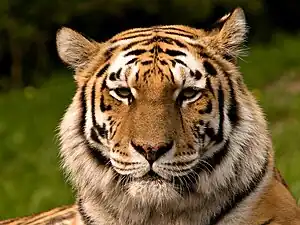 Image 14Siberian tiger (from Mammalogy)