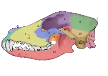 Image 18Lateral view of a dog skull (from Dog anatomy)