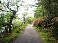 Slish Wood forest trail