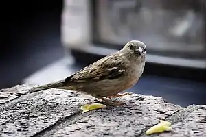 Image 20House SparrowPhoto credit: Fir0002The House Sparrow (Passer domesticus, female shown here) is a member of the Old World sparrow family Passeridae. It occurs naturally in most of Europe and much of Asia, but has been introduced to most other parts of the world. Despite being so common, it is often confused with the smaller and slimmer Tree Sparrow.More selected pictures