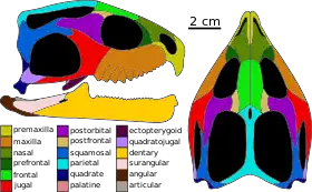 Skull of Sphenotitan, a neosphenodontian and possible member of Eilenodontinae