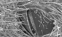 Image 24Scanning electron micrograph of a cricket spiracle valve (from Respiratory system of insects)