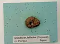 Spitidiscus fallacior (Coquand), Barremian, Razgrad, Cr1 1713 (Coll. V.Tzankov) at the SUMPHG