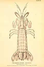 Image 2Squilla empusa, a mantis shrimp (from Malacostraca)
