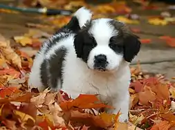 Image 39St. Bernard puppy (from Puppy)