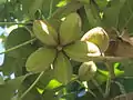 S. apetala fruit