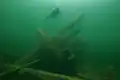 Stern of the wreck of the ship of the line Enigheten/ Kung Fredrik