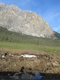 Palsa