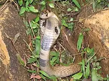 Image 38The Binocellate Cobra(naja naja) (from List of snakes of South Asia)