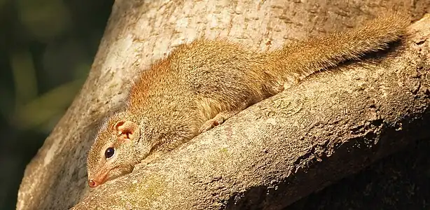 Brown treeshrew