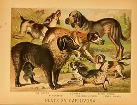 Image 22An 1897 illustration showing a range of European dog breeds (from Dog breed)