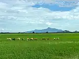 Mount Jerai towers over a paddy field.