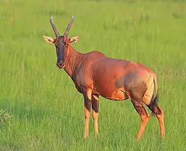 Image 12TopiPhotograph: Charles J. SharpFemale topi (Damaliscus lunatus jimela) in the Queen Elizabeth National Park in Uganda. A subspecies of the common tsessebe antelope, the topi is native to several countries in eastern Africa and lives primarily in grassland habitats, ranging from treeless plains to savannas. It is a tall species, with individuals ranging in height from 100 to 130 cm (39 to 51 in) at the shoulder. Predators of topi include lions and spotted hyenas, with jackals being predators of newborns.More selected pictures