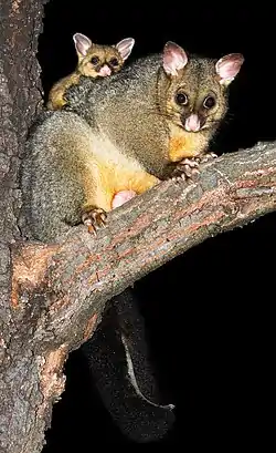 Image 6Common Brushtail PossumPhoto: JJ HarrisonThe Common Brushtail Possum (Trichosurus vulpecula) is the largest possum species and is perhaps the most widespread mammal in Australia. It grows to about 32–58 cm (13–23 in) in length, with an additional 24–40 cm (9–16 in) for its prehensile tail (seen here hanging below the branch). It is mainly a folivore, but has been known to eat small mammals such as rats. It is common in cities, having adapted well to human habitation.More selected pictures
