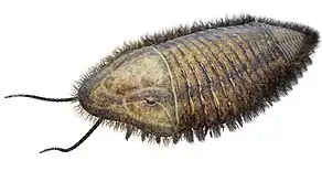 Life restoration of Trimerus (Trilobita)