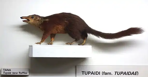 Stuffed brown treeshrew