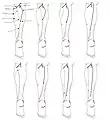 8 documented types of sural nerve formation