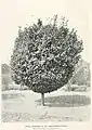 'Umbraculifera', State Nursery, Campbelltown, New South Wales, 1908