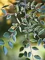 Leaves of 'Geisha'