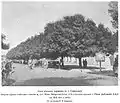 'Bubyriana' ('Umbraculifera') right, 'Androssowii' left, Samarkand (1903)