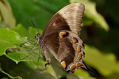 Image 3Papilio ulyssesPhoto credit: Fir0002The Ulysses Butterfly (Papilio ulysses) is a large Australian swallowtail with a wingspan of about 14 cm (5.5 in). The top of the butterfly’s wings are an iridescent electric blue; the underside is a more subdued black and brown coloration. When the butterfly is perched the intense blue of its wings is hidden (as seen here), helping it to blend in with its surroundings.More selected pictures