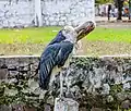 Marabou stork in the Kinshasa Zoo