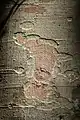 Blotches on bark