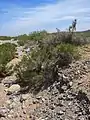 Dry wash bank vegetation