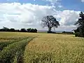 One of the fields of Hven